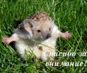 Аватара пользователя