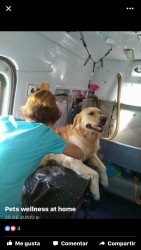 Собака на груминге в автомобиле для животных