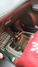 Кошка сидит в лотке в автомобиле