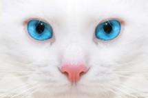 Белый кот с яркими голубыми глазами