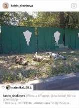 Собаки лежат на траве у забора