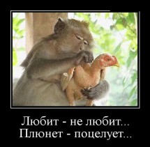 Обезьяна держит курицу и задумчиво её рассматривает