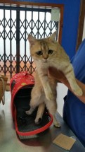 Кошка на руках у человека в помещении