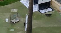 Два черных кота на зеленом газоне рядом с клеткой