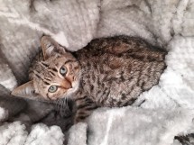 Котенок лежит на мягком пледе, смотрит в камеру
