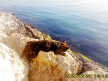 Кот сидит на камнях у воды