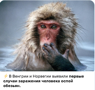 Обезьяна в воде с выражением лица