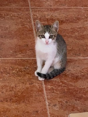 Котенок сидит на плиточном полу, смотрит вперед