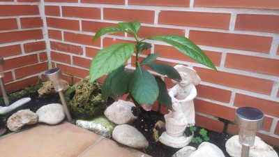 растет авокадо из косточки