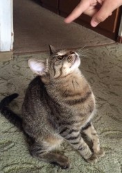 Кошка смотрит вверх на указательный палец